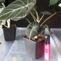 Vente: Alocasia Black Velvet plante rare. 