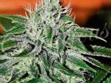 Post Now: Critical Jack Herer (Delicious Seeds) feminized