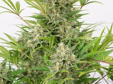 Post Now: Critical Cheese Auto