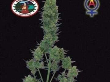 Post Now: Blue Cheese Automatic (Big Buddha Seeds) feminized