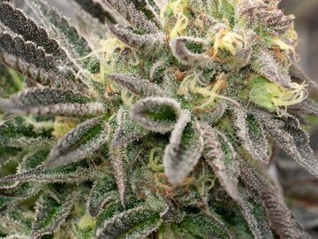 Post Now: Bruce Banner Auto