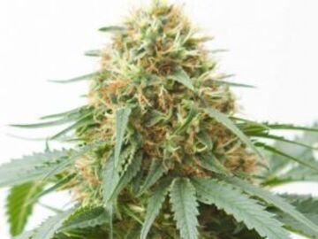 Post Now: Southseeds - Northern Lights F2