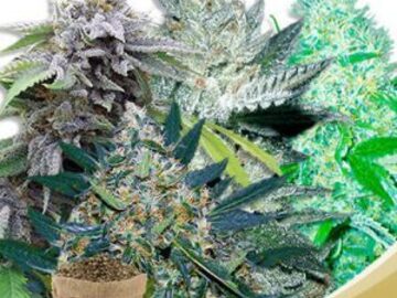 Post Now: Fem Mix Marijuana Seeds