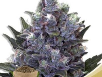 Post Now: Blue Pyramid Autoflowering Marijuana Seeds