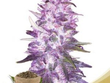 Post Now: Pie Gal Feminized Marijuana Seeds