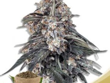Post Now: Tang OG Feminized Marijuana Seeds