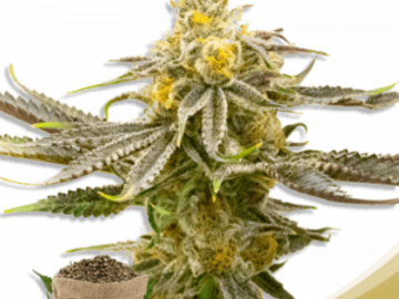 Post Now: Strawberry Cheese Autoflower Marijuana Seeds