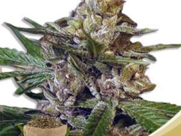 Post Now: Leprechron Feminized Marijuana Seeds
