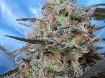 Post Now: Diesel Berry Cough