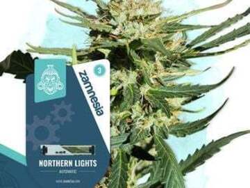 Post Now: Northern Lights Automatic (Zamnesia Seeds) feminized