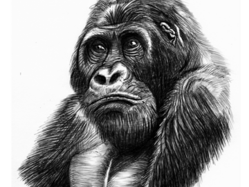 Sell Artworks: Animal portrait - Gorilla