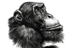 Sell Artworks: Animal portrait - Chimpanzee 