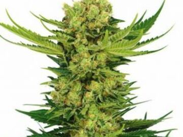Post Now: Cheese Seeds Feminized
