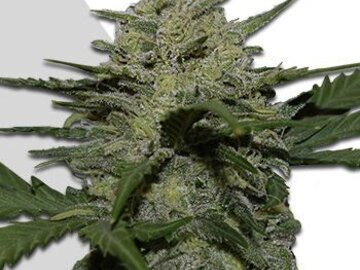 Post Now: Girl Scout Cookies Auto
