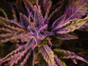 Post Now: Doctor's Choice #1 Auto