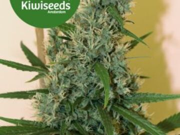 Post Now: Kiwiseeds - South Star