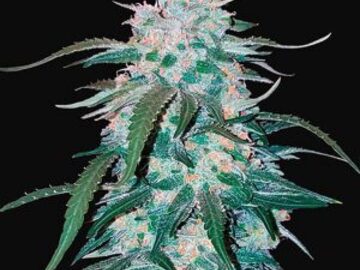 Post Now: PINEAPPLE EXPRESS AUTO