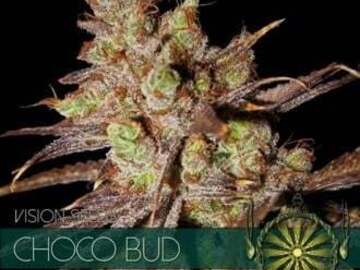 Post Now: Choco Bud (Vision Seeds) feminized