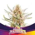 Post Now: Rainbows (BSF Seeds) feminized