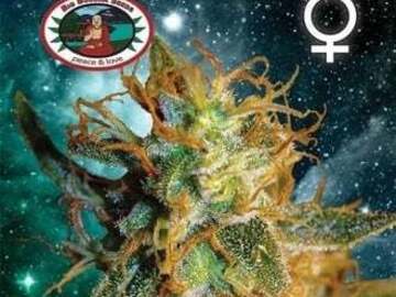 Post Now: Silver Cheese (Big Buddha Seeds) feminized