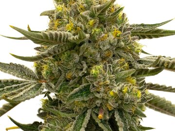 Post Now: Pineapple Express 2 Auto