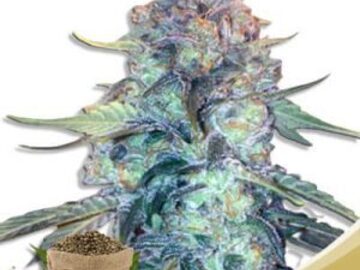 Post Now: Creamsicle Feminized Marijuana Seeds