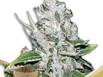 Post Now: White Amnesia Feminized Marijuana Seeds