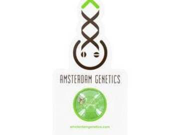 Post Now: White Choco Haze (Amsterdam Genetics) feminized