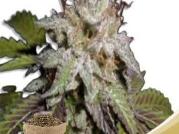 Post Now: Sunset Sherbet Feminized Marijuana Seeds
