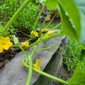 Request a quote: Edible Gardens- HTX