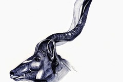 Sell Artworks: Animal portrait -Spiral-horned antelopes "Kudu" 