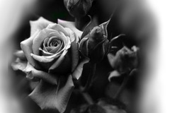 Tattoo design: Black and grey roses