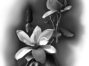 Tattoo design: Black and grey magnolias