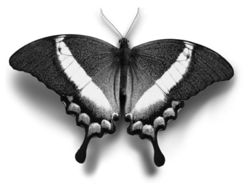 Tattoo design: Emerald swallowtail butterfly