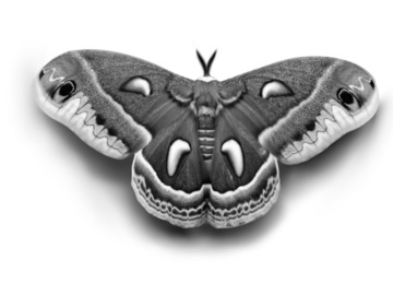 Tattoo design: Cecropia moth 2