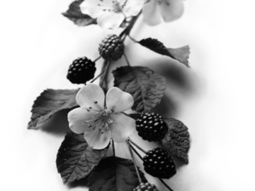 Tattoo design: Blackberries and blossoms