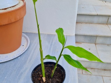 Vente: Plant de gingembre mioga, zingiber mioga ou gingembre japonais