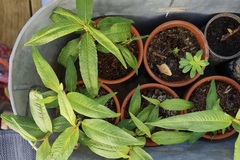 Sales: Plants de coriandre vietnamienne
