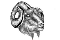 Tattoo design: Rams Head
