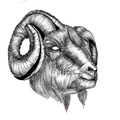 Tattoo design: Rams Head