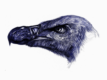 Sell Artworks: Animal portrait - African vulture 