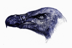 Sell Artworks: Animal portrait - African vulture 