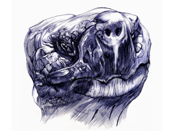 Sell Artworks: Animal portrait - Galápagos giant tortoise 
