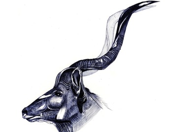 Sell Artworks: Animal portrait -Spiral-horned antelopes "Kudu"