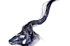 Sell Artworks: Animal portrait -Spiral-horned antelopes "Kudu"
