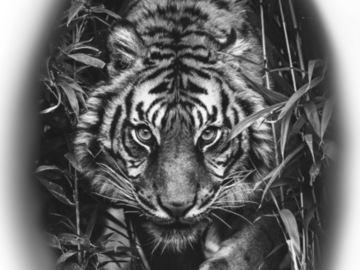 Tattoo design: Stalking tiger