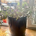 For Rent: Potted house plant - 