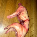 Custom : Fright Prop Skinned Rabbit
