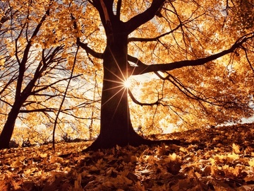 Selling: AUTUMN OUTLOOK