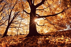 Selling: AUTUMN OUTLOOK